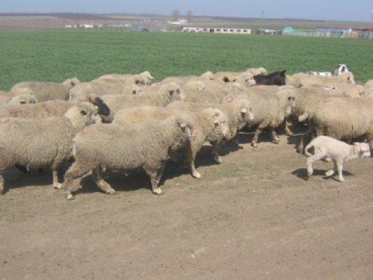 Copilă de 12 ani, agresată la Valu de un cioban